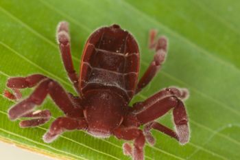 Media type: image;   Invertebrate Zoology 30914